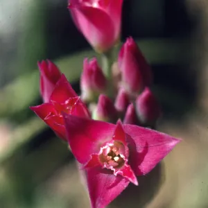 Allium crispum