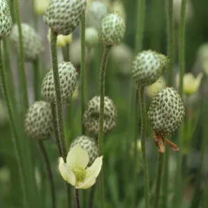 Anemone multifida