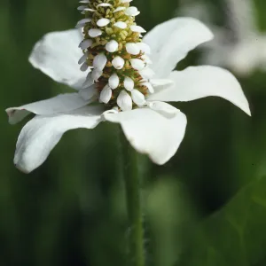 Anemopsis californica