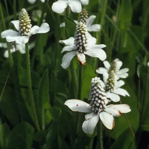 Anemopsis californica