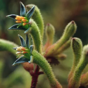Anigozanthos flavidus