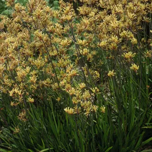 Anigozanthos flavidus
