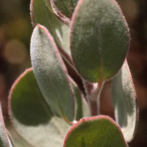 Arctostaphylos obispoensis