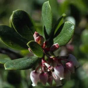 Arctostaphylos pumila