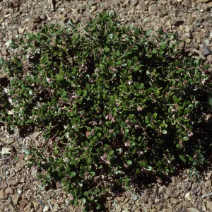 Arctostaphylos pumila