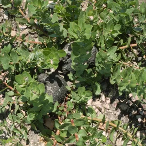 Arctostaphylos tomentosa burl