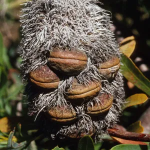 Banksia pilostylis