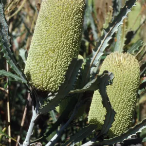 Banksia pilostylis
