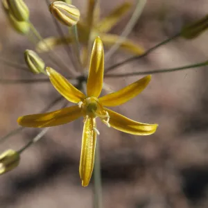 Bloomeria crocea