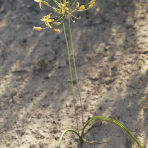 Bloomeria crocea