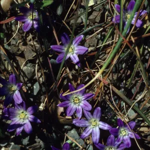 Brodiaea terrestris