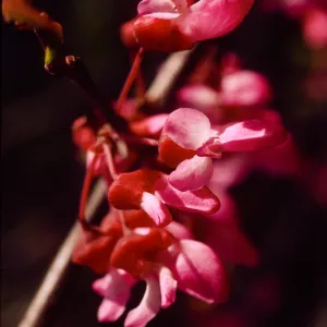 Cercis occidentalis