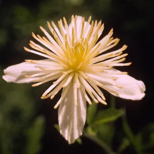 Clematis lasiantha