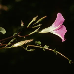 Convolvulus