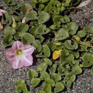Convolvulus
