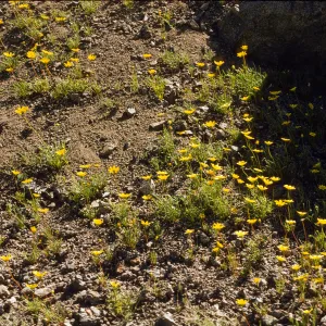 Coreopsis