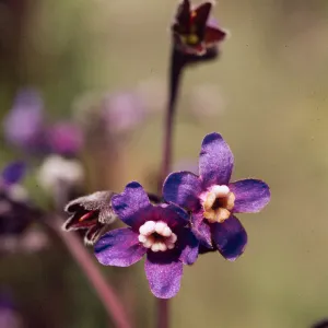 Cynoglossum