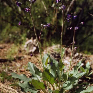 Cynoglossum