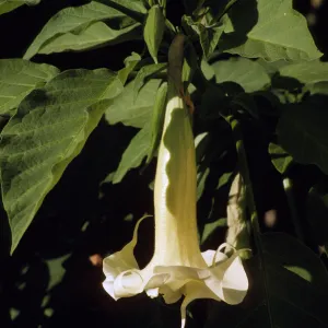 Datura