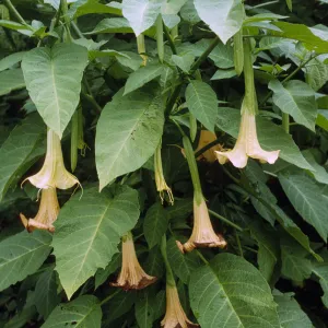 Datura