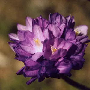 Dichelostemma congestum