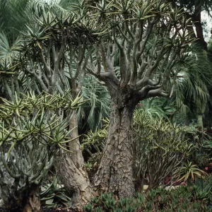 Dracaena draco