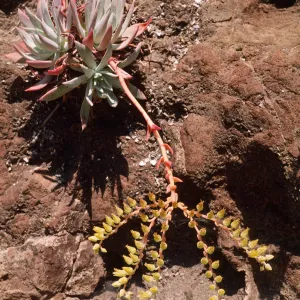Dudleya greenei