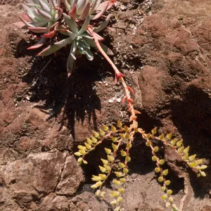 Dudleya greenei