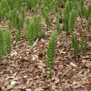Equisetum telmateia