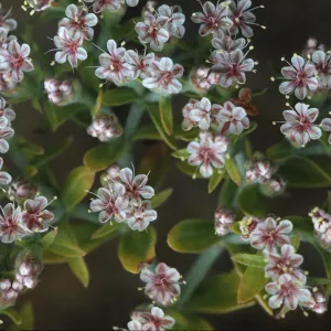 Eriogonum giganteum