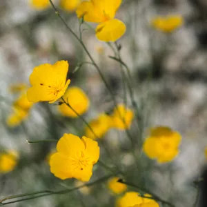 Eschscholzia parishii