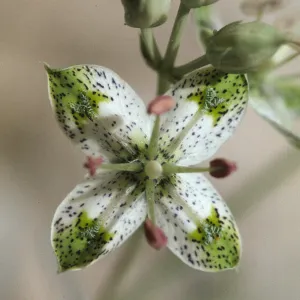 Frasera albomarginata