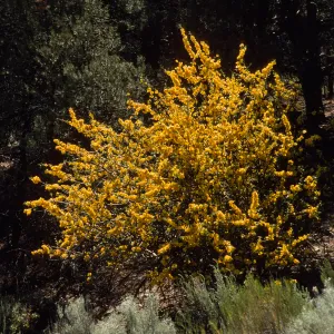 Fremontodendron californicum