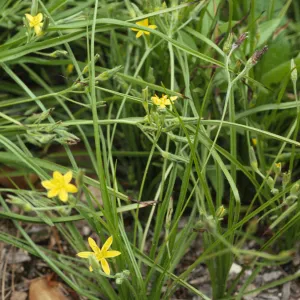 Hypoxis hirsuta