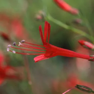 Ipomopsis tenuifolia