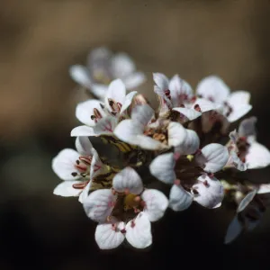 Jepsonia malvifolia, Thrum