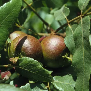 Juglans californica