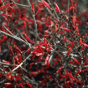 Justicia californica