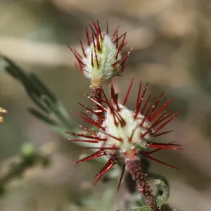 Krameria erecta