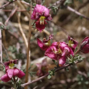 Krameria erecta