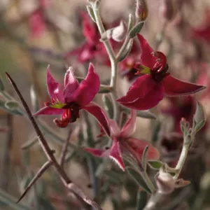 Krameria erecta