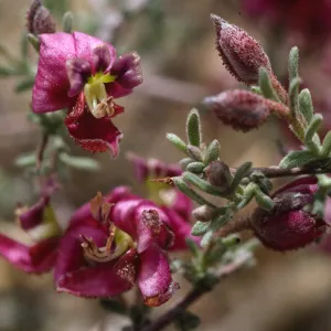 Krameria erecta