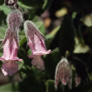 Lepechinia calycina