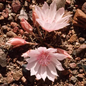 Lewisia rediviva