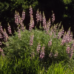 Lupinus albifrons