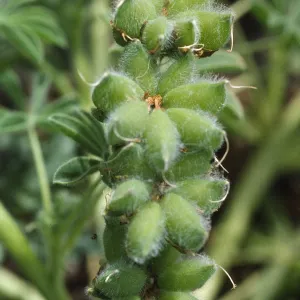 Lupinus microcarpus var. densiflorus