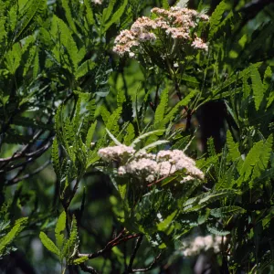 Lyonothamnus floribundus ssp. Aspleniifolius