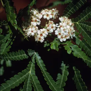 Lyonothamnus floribundus ssp. Aspleniifolius
