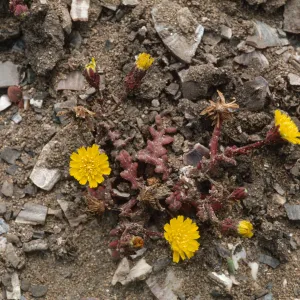 Malacothrix indecora