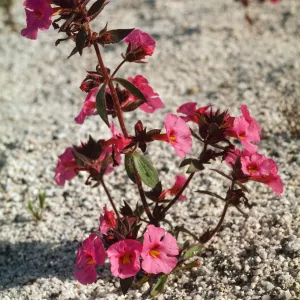 Mimulus bigelovii